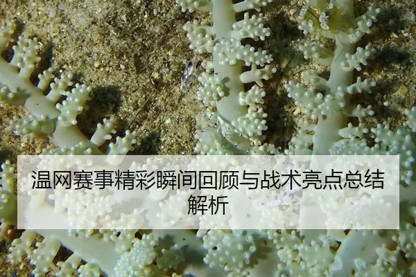 wen-wang-sai-shi-jing-cai-shun-jian-hui-gu-yu-zhan-shu-liang-dian-zong-jie-jie-xi-3-889.jpg